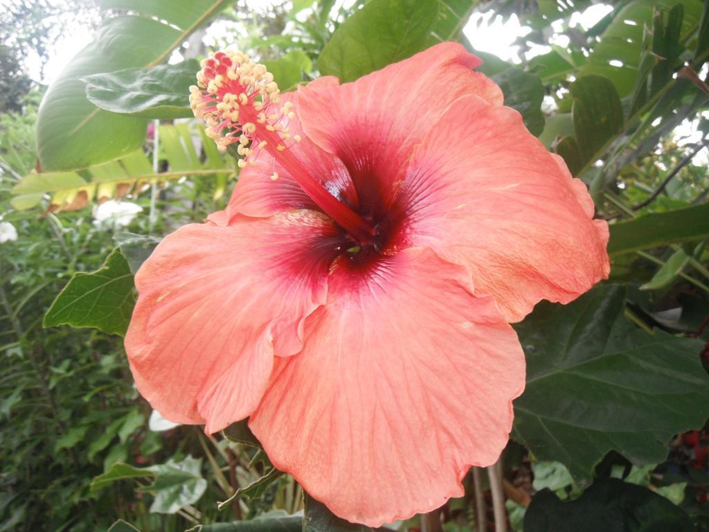 Classique International In Dominica Marigot Eksteriør billede
