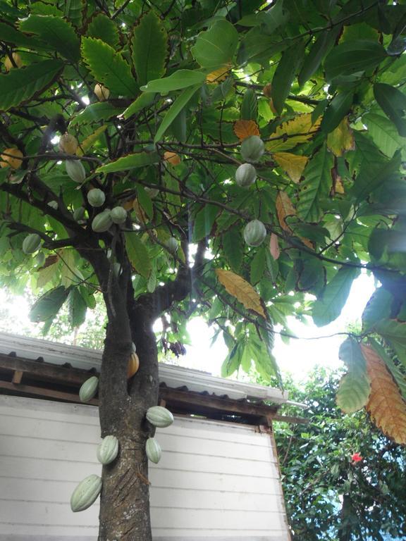Classique International In Dominica Marigot Værelse billede
