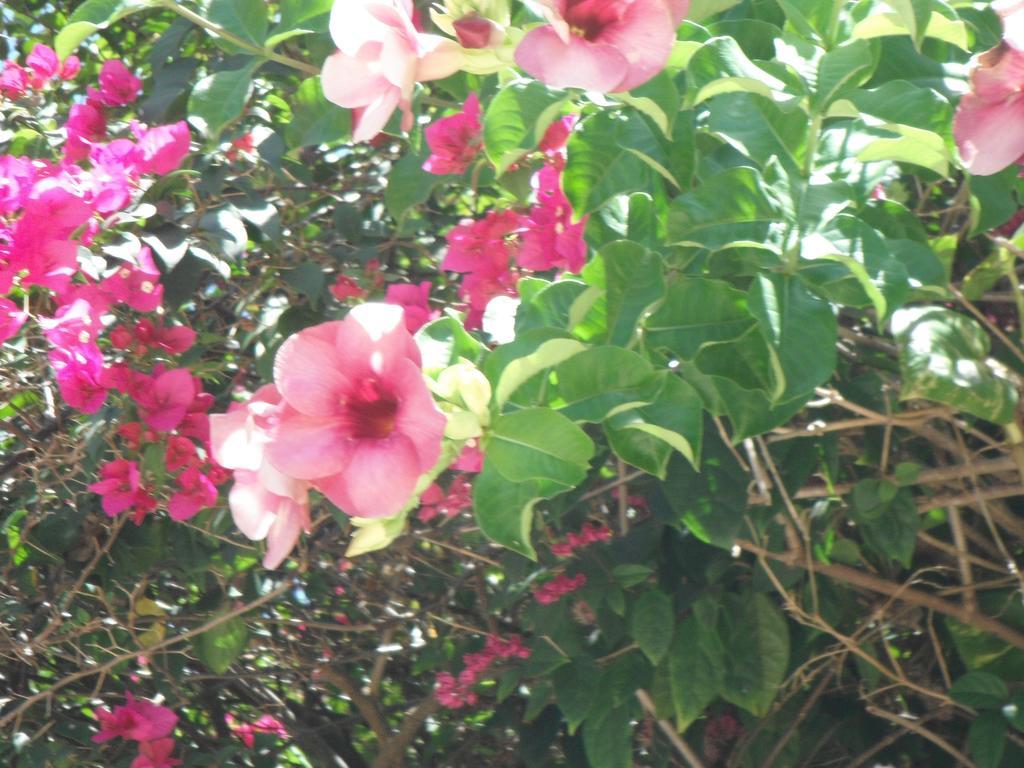 Classique International In Dominica Marigot Værelse billede