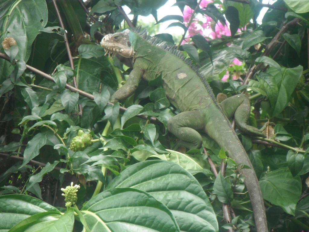 Classique International In Dominica Marigot Værelse billede