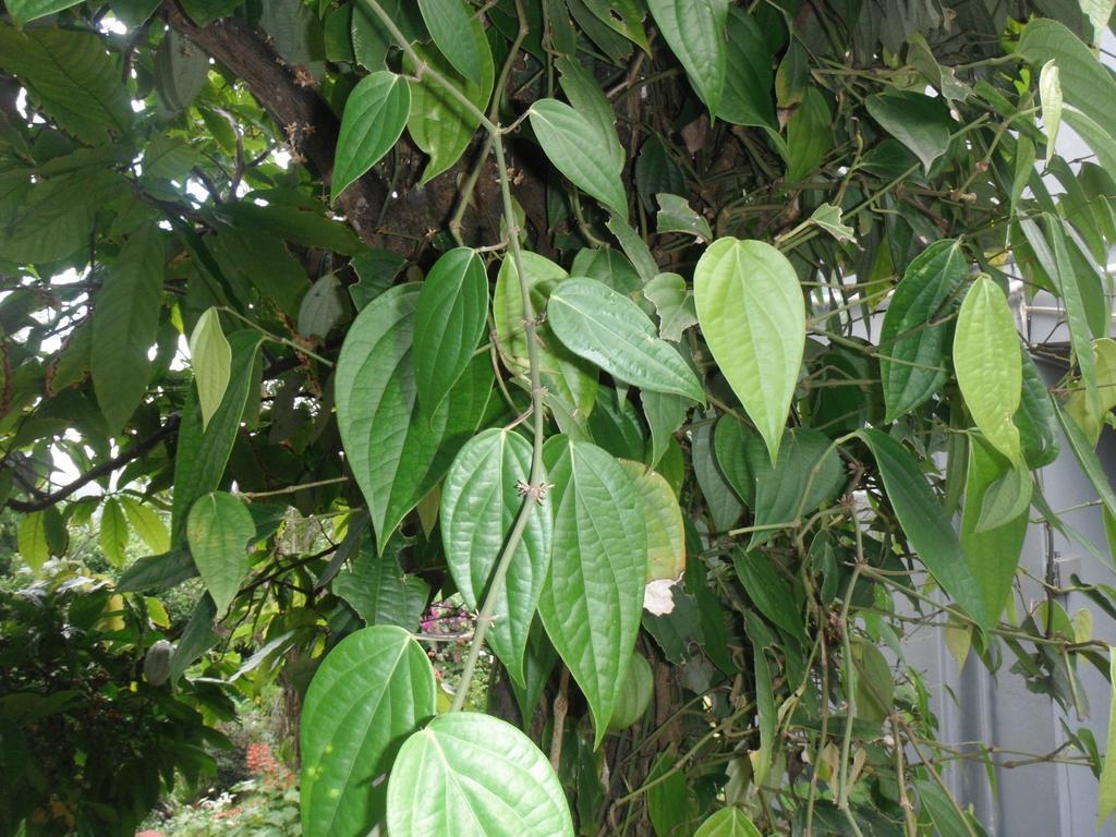 Classique International In Dominica Marigot Værelse billede