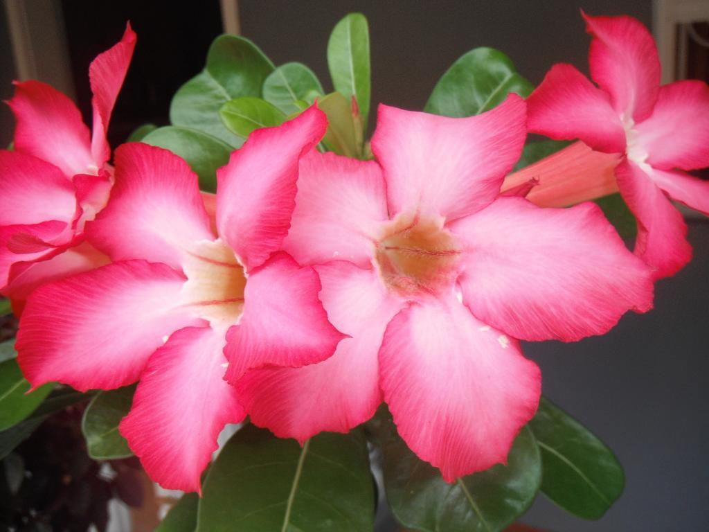 Classique International In Dominica Marigot Værelse billede