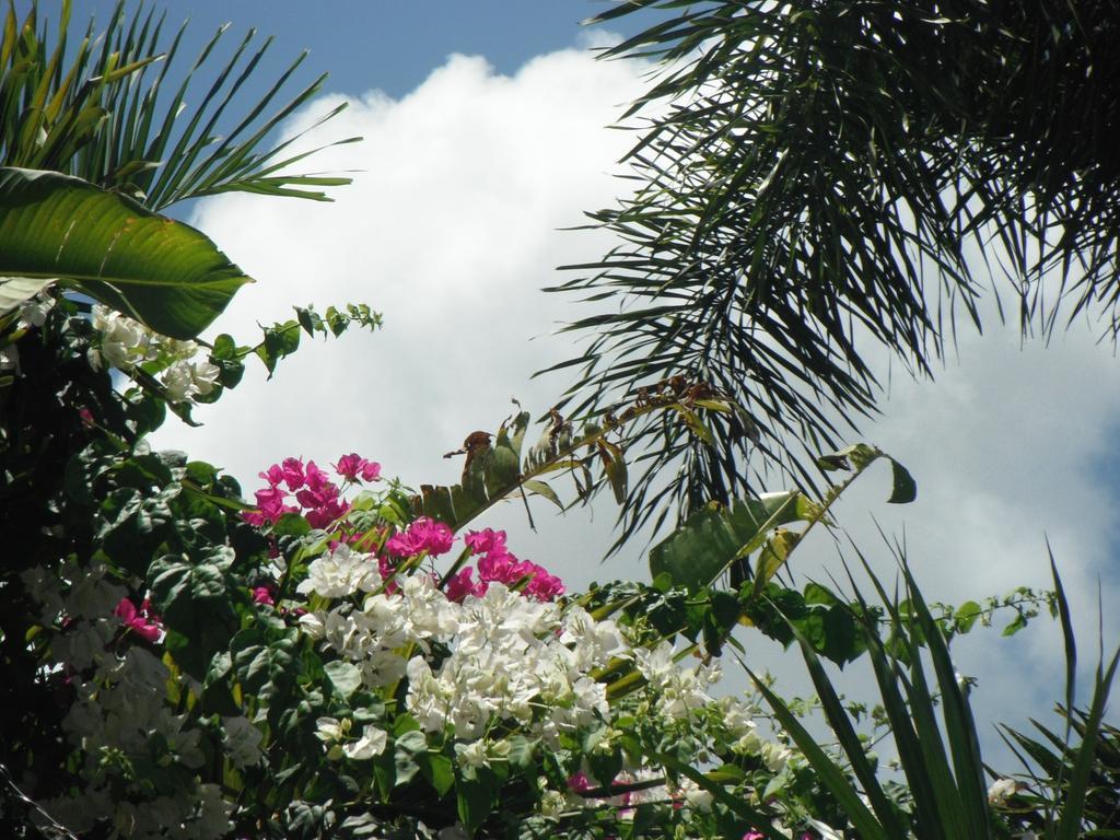 Classique International In Dominica Marigot Værelse billede